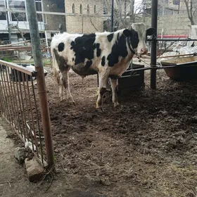 сментал гатыш галштейн окуз