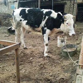 сментал гибрид унажын