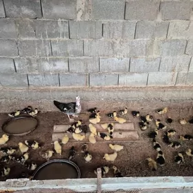 ordek indawutga we gak gak