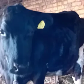 галштейн сыгыр