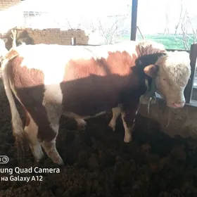 Semental , Galisteyin