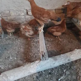 jüje 3.5 ayyjüje 3 aylk