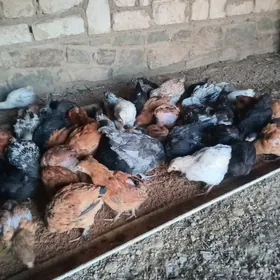 жуйже 3 ай болан