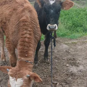 Şwes öküz we tüwe