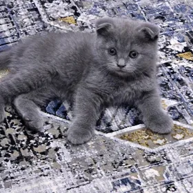 Şotlandskiy wislouhiy