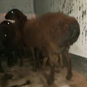 ГИССАР ГОЮН