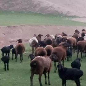 ГИСАР ОЗБЕК ГОЮН