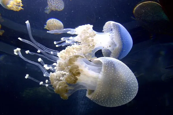 У берегов Антальи заметили опасных медуз весом до 10 кг