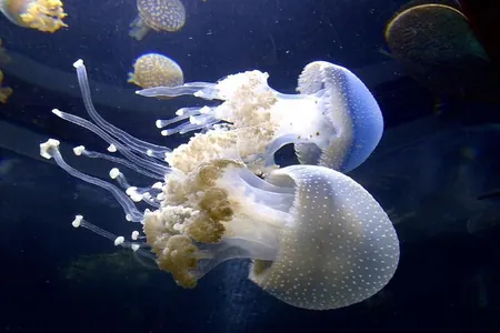 У берегов Антальи заметили опасных медуз весом до 10 кг