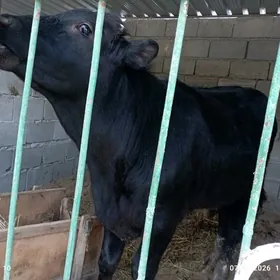 ÖKUZ ARGİNNAL GİBRİT BEYİK