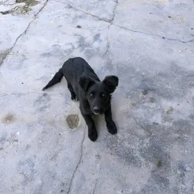 Щенок 5 месяцев