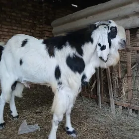 ПАКИСТАН ТЕКЕ