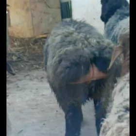 BAKYLAN ÝAŞAJYK İŞŞEK