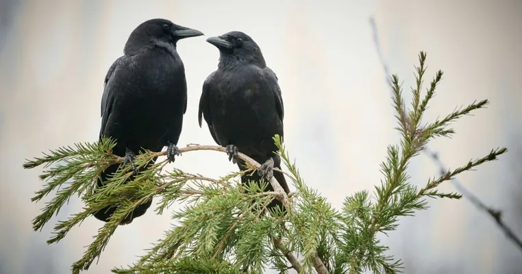 Вороны запоминают людей, помнят обидчиков годами и рассказывают о них другим