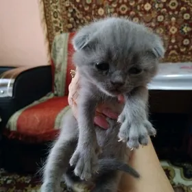 Шотландские вислоухие котята