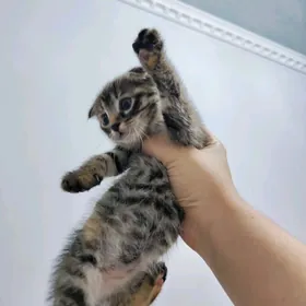 шотландский вислаухий котёнок