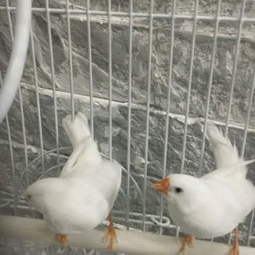 домашние птички