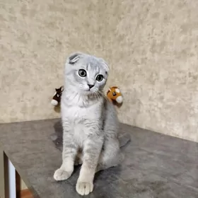 шотландские шиншиллы