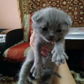 Шотландские вислоухие котята