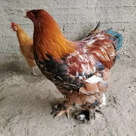 Брама хороз