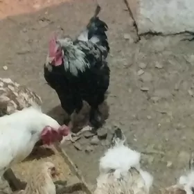 Brama horozy 1 ŷaş