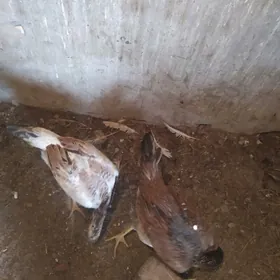 бойцовый товуклар