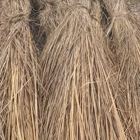 gamyş hyşa  гамыш хыша