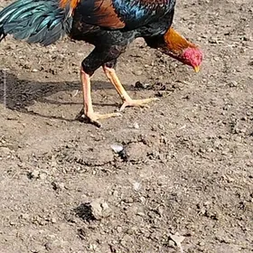 özbek özbek horazy