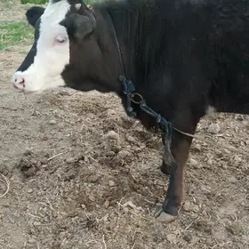 6aylyk tuwe simental