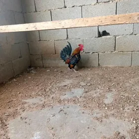 российски карлик