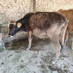 bogoz sygyrlar ve bogoz tývele