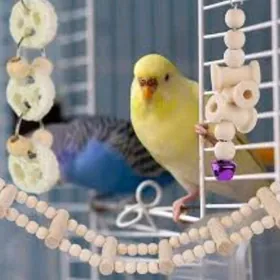 setka popugay volnis