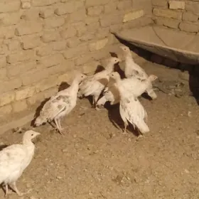 3ay 15 gunli induk juje