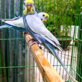 popugay pobugay gus klet