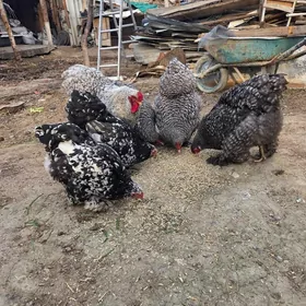 Towuk balgar brama yumurga