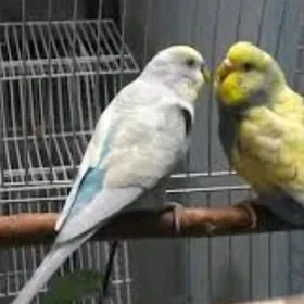 popugay setka papugay valnisty