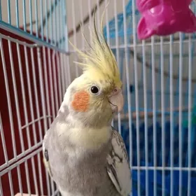 Корелла korella с клеткой