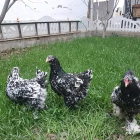 brama balgar yumurtga