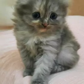 Şotlan poroda pişikler