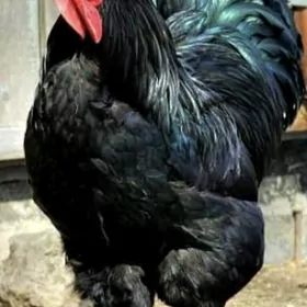 Jersiskiý gigant 7 kg