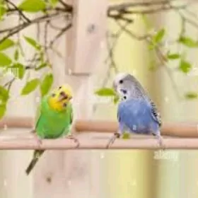 popugay setka popugay