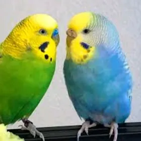 popugay gus pabugay kl