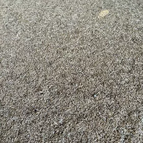 arassa arpaarassa arpa