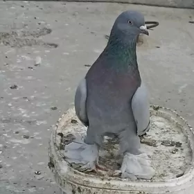 kepderi голубь