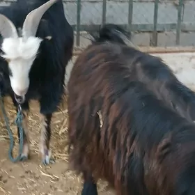 Bakylan geci bn cebis