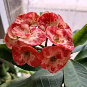 красивоцветущий молочай