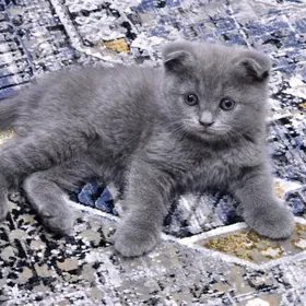 Şotlandskiy wislouhiy