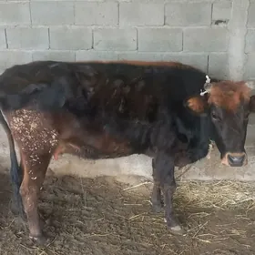 BOGAZ SYGYR 1 YAŞAP GEÇEN TUWE