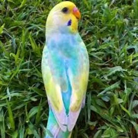 setka popugay kletka