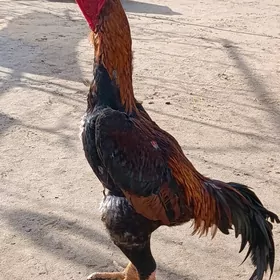 horaz jüýje baýes